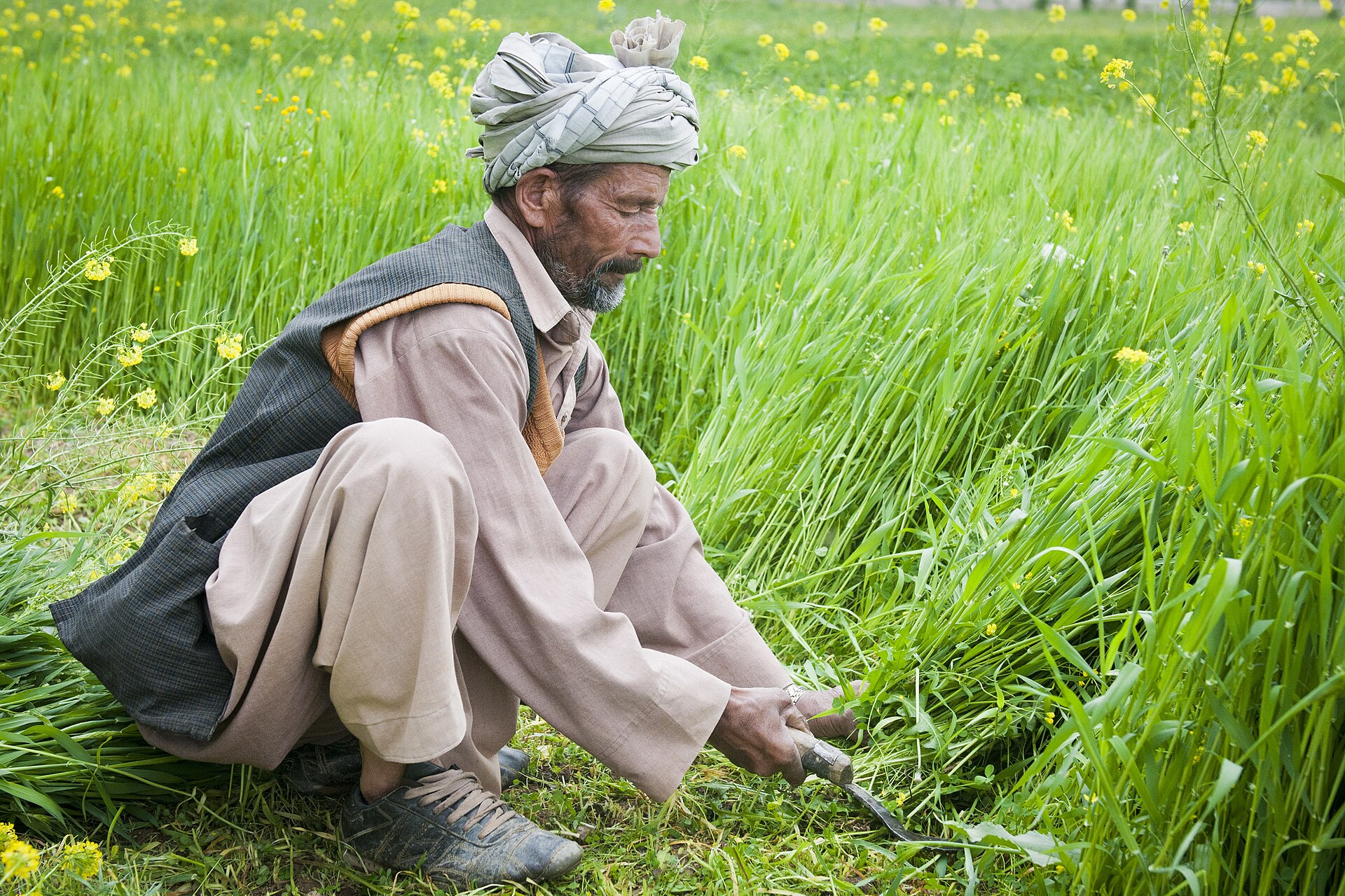 Ouvrier agricole en polyculture-élevage : le métier en situation